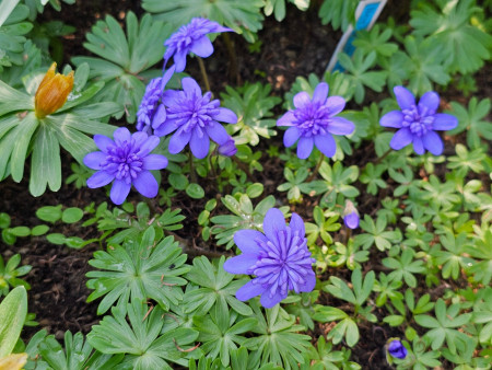 Hepatica transsilvanica ´Barbarossa´